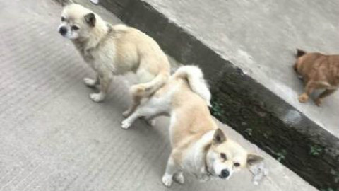 哈哈哈又一只要把泰迪踩在脚下的…